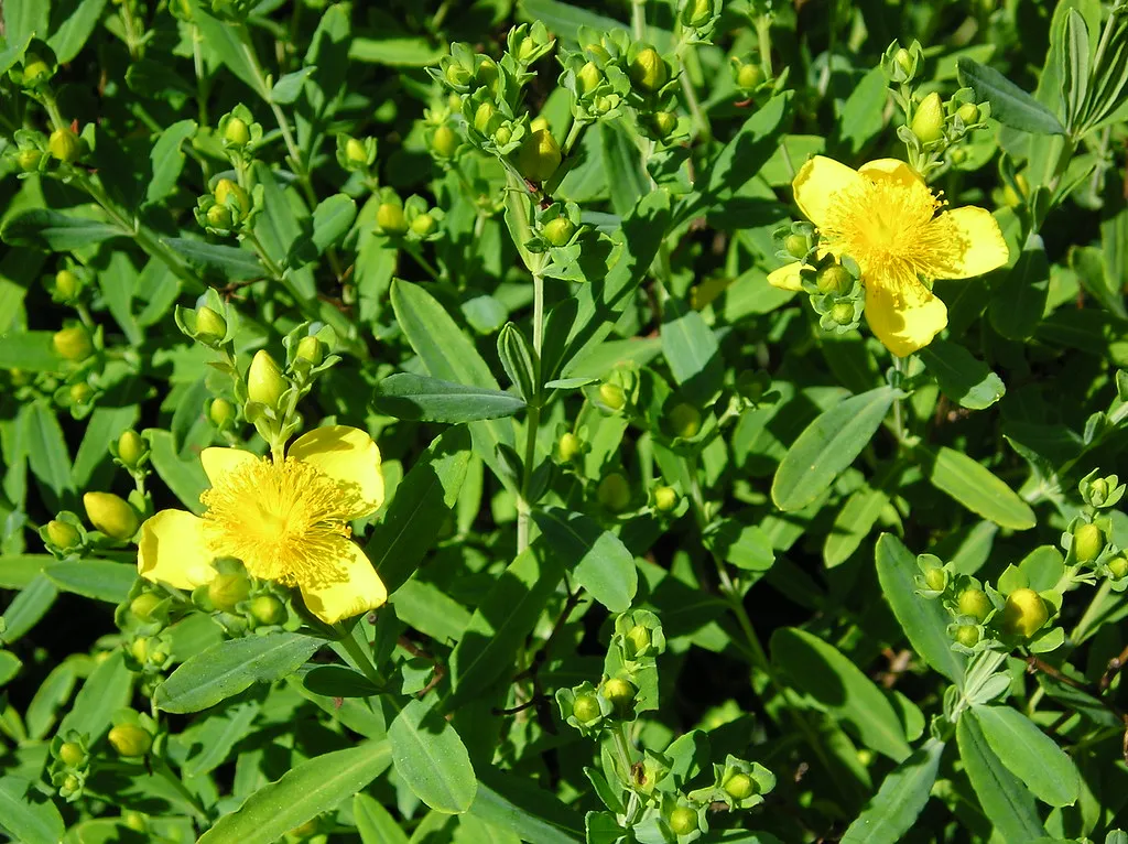 Kalm's St Johns Wort 20 Seeds Hypericum kalmianum  USA Company