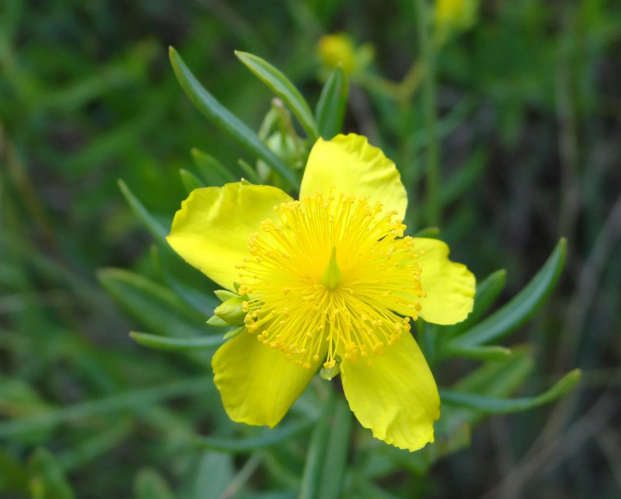 Kalm's St Johns Wort 20 Seeds Hypericum kalmianum  USA Company