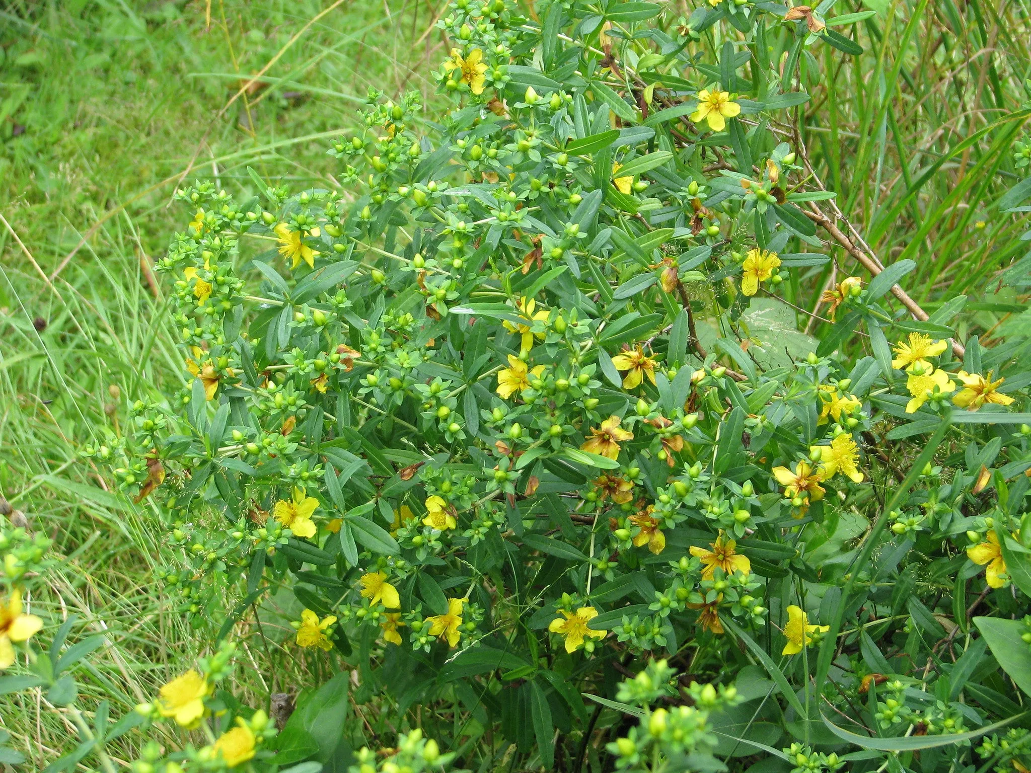 Kalm's St Johns Wort 20 Seeds Hypericum kalmianum  USA Company