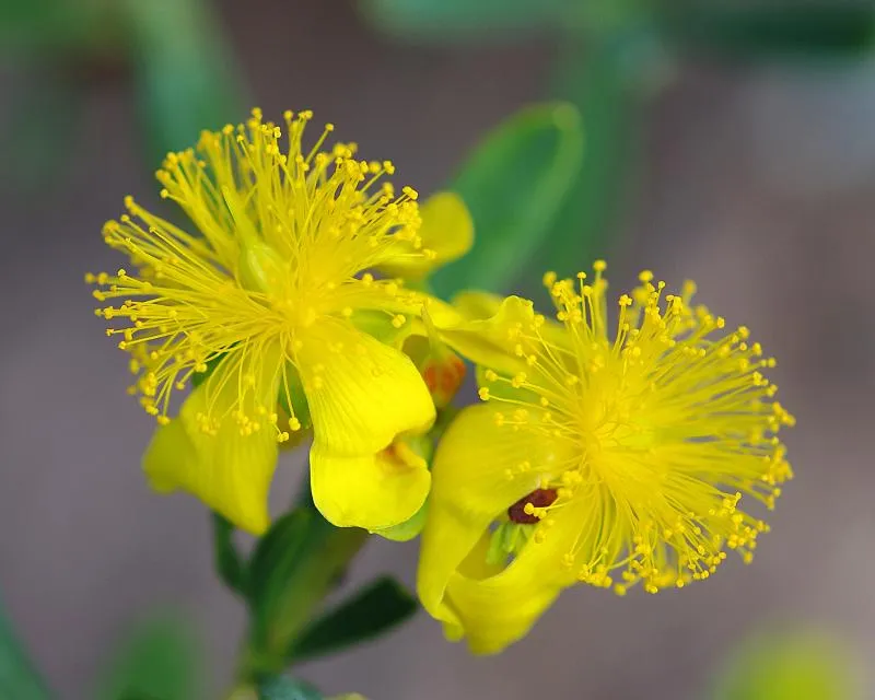 Kalm's St Johns Wort 20 Seeds Hypericum kalmianum  USA Company